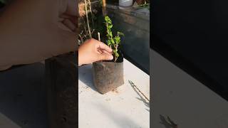 Growing Bougainvillea Plant From Cutting..#bougainvillea #ytshorts #gardening #shorts #trending