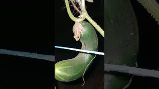 Chillin on a cucumber #frog #nature #shorts