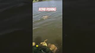 Carp / Rohu Fishing #carpfishing #rohufishbait #shorts