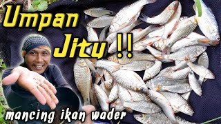 Umpan Jitu mancing Ikan Wader Abang / Wirasoca