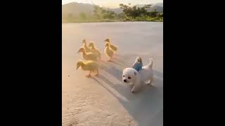 Cute Puppy with his Duck Best friend 😍#shorts #puppy