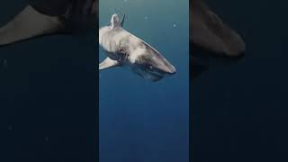 Some close ups of Roxy tiger shark Best Animals compilation 2021| #shorts | Top Viral Animal Videos