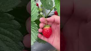 benefits of strawberry 🍓 forward daily life