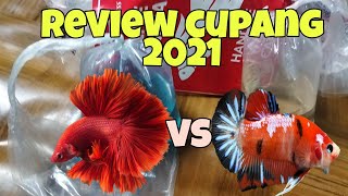 Review ikan cupang beli di shopee🧜‍♀️🧜‍♂️