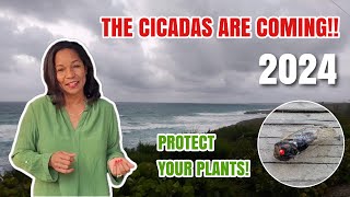 Cicadas coming in Billions this Spring! | How to Protect Your Plants #cicada2024