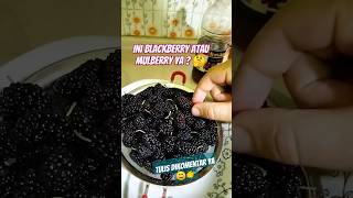 BUAH INI TUMBUH DI NEGARA 4 MUSİM  #mulberries #shorts #mulberryfruit #freshfruits #fruit