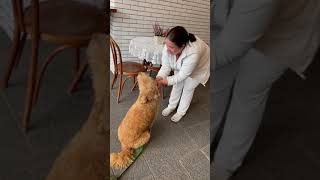 Brie, golden doodle getting a treat at the bakers