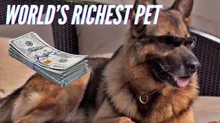 Meet 8 Wealthy Pets Who Live Like Royalty. #unusual #amazing #pets #viral #wealth