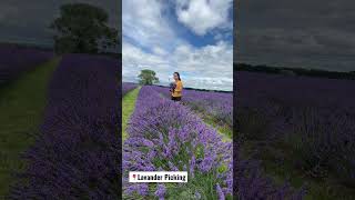 📍 Lavander Picking ❤️