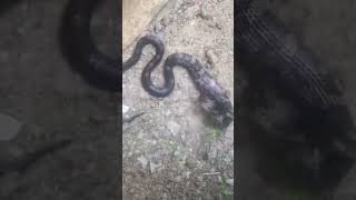 Black snake?