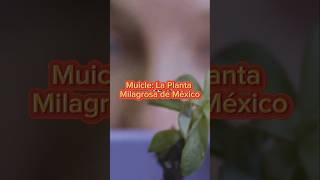 Muicle: La Planta Milagrosa de México #medicinanatural #natural #salud