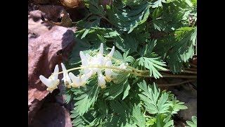 Dutchman Breeches (Dicentra cucullaria) and Squirrel Corn (Dicentra canadensis)identification