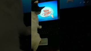 whity watching Tom & Jerry #catlover#like  #cat#viralshorts #shorts  #shortvideo #subscribe 😻😂