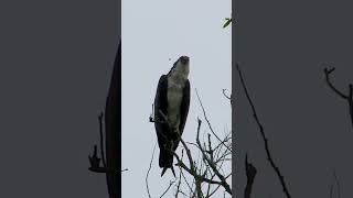 Observing Osprey Behavior 🦅