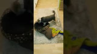 Ein Hund beim Bettmachen/ A dog making his bed