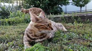 Крадущийся тигр, затаившийся дракон! #bengalcat