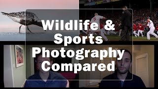 Wildlife & Sports Photography Compared