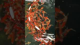 Koi pond harvesting