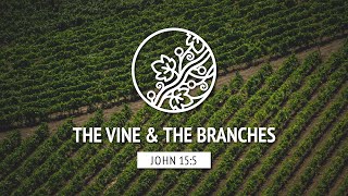 The Vine & The Branches | John 15:5 - Launch Sunday