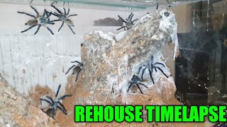 Monocentropus balfouri Rehouse Timelapse