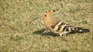 common hoopoe