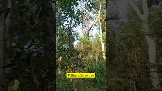 felling a large acasia tree #treecutting #largetree #chainsaw #woodcutting #woodworks