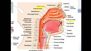 Bio4_Mod 14_Ch23 Respiratory part 1