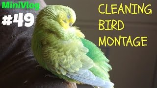 MiniVlog#49-CLEANING BIRD MONTAGE