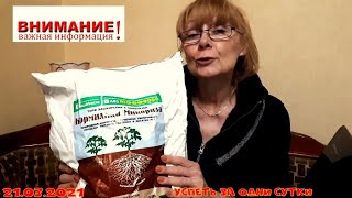 21.03.2021 Саженцы самшита🌿:  как развиваются,  уход.  Кормилица Микориза(не реклама).  Эксперимент.