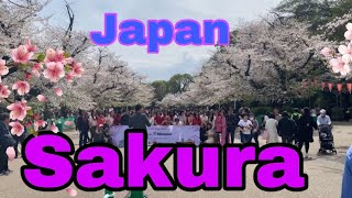 First time Japan ko sakura herna jada yesto vayo