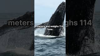 What is the biggest animal in the world?