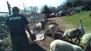 New baby sheep. One of our younger Ewe's had her first baby. Little colorful male sheep.