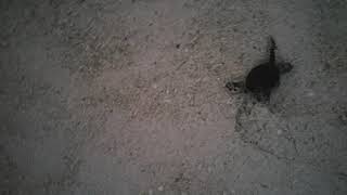 Baby Turtle in Selingan Island, Sandakan, Sabah