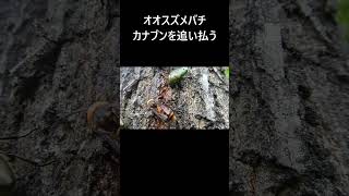 オオスズメバチ カナブン  。 動画はコメント欄からどうぞ。