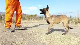 Mora des Champs, Pastor Belga Malinois hembra de 3 meses de edad, pedigree FCI