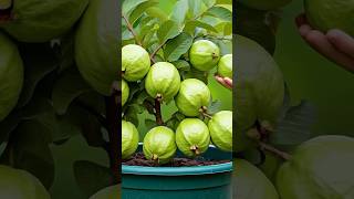 “Grow Guava with a Potato: Genius Propagation Hack #guava #howto #shorts #trending #fruits