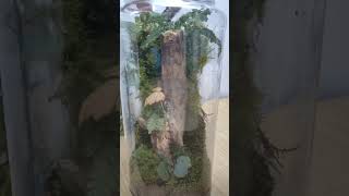 Making a Simple Vertical Terrarium // DIY Vertical Terrarium