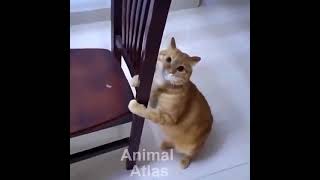 Funny Cat | Most Funny Cat Ever | Cat Fun | Playing Cat | Animal Atlas