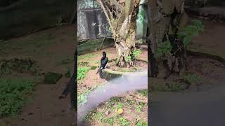 Kolkata Zoo vlog | Alipore Zoological park Kolkata