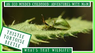 What's That Wildlife: Thistle Tortoise Beetle | Educational Nature Videos For Kids