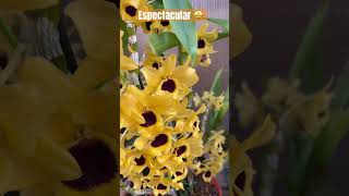 ✅Linda Orquídea Dendrobium 💛 #shorts#dendrobium#orchid#flower#summer#greenhouse#viralvideo