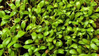 HOW TO GROW FENUGREEK/ METHI AT HOME//GARDENING AND CRAFTY