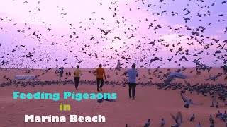 Marina Beach - Also a  place where thousands of Pigeons are fed every morning