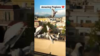 Amazing flying skills by Pegions ❤️❤️