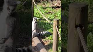 Lemur Meditation #nature #lemur #lemurs #relax