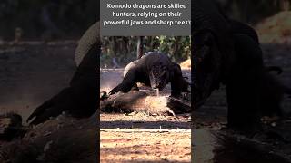 don't mess with Komodo dragon|discover with sabi #youtubeshorts #viral #shortsfeed #shorts #komodo