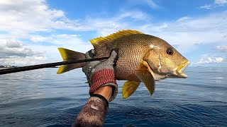 Spot Terjaga Pasti Banyak Ikan | Spearfishing Indonesia