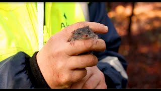 Alcoa Australia's fauna monitoring program shows positive results on species richness