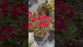 Poinsettia #roofgardening #baganbilas