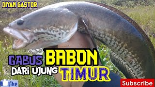 mancing GABUS di pinggir rawa dapat BABON